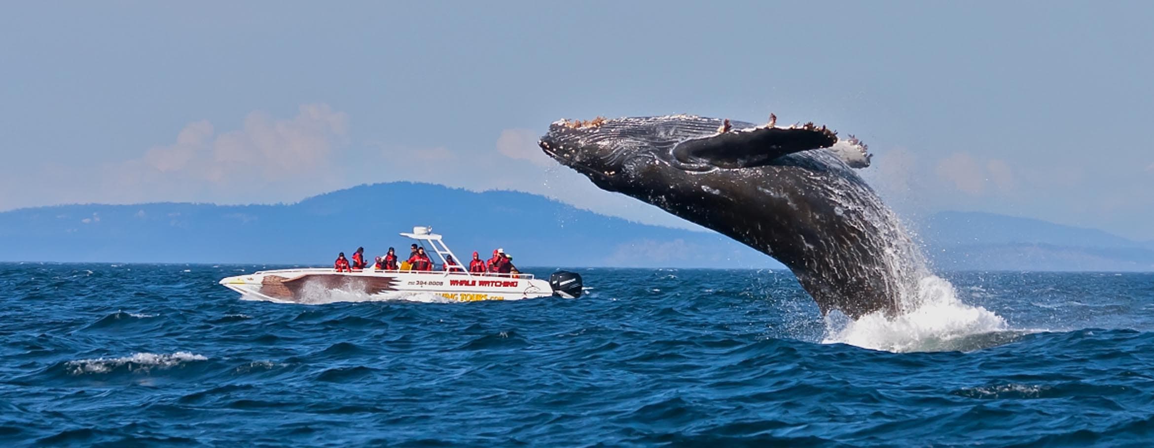 Whale watching